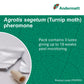 Turnip Moth (Agrotis segetum) Trap