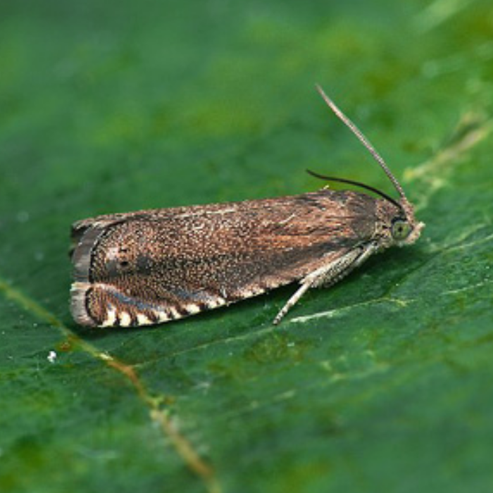 Pea moth (Laspeyresia nigricana) Refill