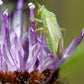 Common green capsid (Lygocoris pabulinus) trap