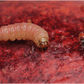 Codling moth (Cydia pomonella) Trap