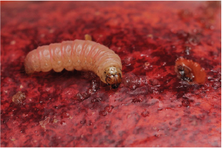 Codling moth (Cydia pomonella) Trap