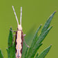 Diamondback moth (Plutella xylostella) Trap