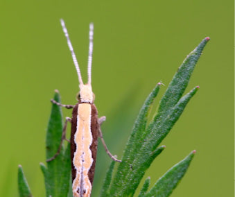 Diamondback moth (Plutella xylostella) Trap