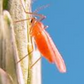 Orange wheat blossom midge (Sitodiplosis mosellana) Trap