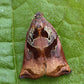 Fruit Tree Tortrix (Archips podana) Trap