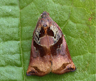 Fruit Tree Tortrix (Archips podana) Trap