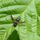 Currant clearwing (Synanthedon tipuliformis) Trap Refill