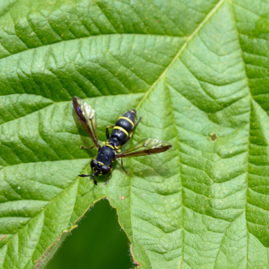 Currant clearwing (Synanthedon tipuliformis) Trap