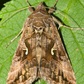 Silver Y Moth (Autographa gamma) Trap