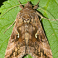 Silver Y Moth (Autographa gamma) Refill