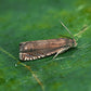 Pea moth (Laspeyresia nigricana) Trap