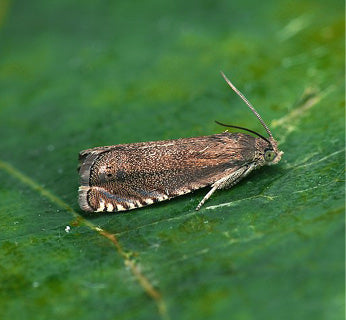 Pea moth (Laspeyresia nigricana) Trap