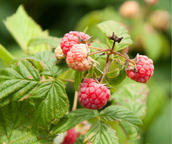 Raspberry Cane Midge (Resseliella theobaldi) Trap