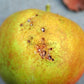 Summer Fruit Tortrix (Adoxophyes orana) Trap