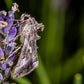 Turnip Moth (Agrotis segetum) Refill