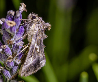 Turnip Moth (Agrotis segetum) Refill